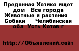 Преданная Хатико ищет дом - Все города Животные и растения » Собаки   . Челябинская обл.,Усть-Катав г.